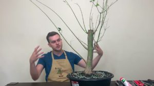 Maple bonsai first styling | The Bonsai Supply