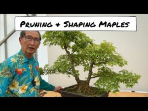 How to Shape Maples