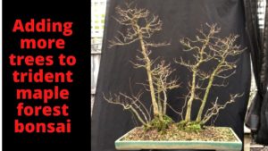 How to add more trees to trident maple bonsai forest. Seedlings added to improve forest bonsai