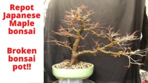 Bonsai repotting Japanese maple semi cascade bonsai – broke the pot!!!