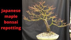 Japanese Maple Bonsai repotting – step by step how to repot bonsai