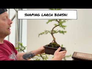 How to Shape a Larch with Tibor