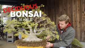 Broadleaf & Deciduous Bonsai Seasonal Tips | Bonsai-U • Bonsai Made Easy August 2021