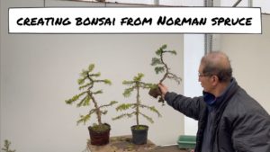 Eastern Leaf Bonsai – Creating Bonsai From Nordman Spruce • Bonsai Made Easy August 2021