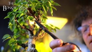 Pruning My Pink Pixie Bougainvillea Bonsai, The Bonsai Zone, March 2021 • Bonsai Made Easy August 2021