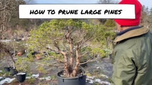 How To Prune Large Pines – Dwarf Jade Bonsai • Bonsai Made Easy August 2021