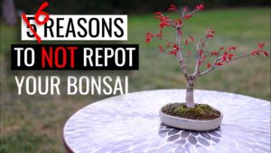 Reasons Not To Repot A Bonsai Tree • Bonsai Made Easy August 2021