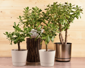 Don’t get jaded – Jade Plant Care