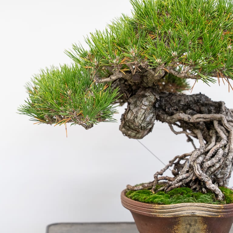 New Guide – Troubleshooting yellow foliage on black pine – Bonsai Tonight