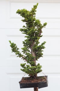 Cryptomeria air layer