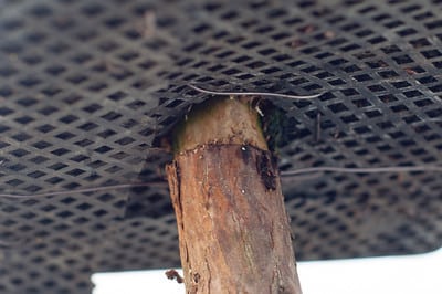 Ring where the bark was removed