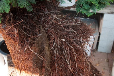 Trimming stray roots