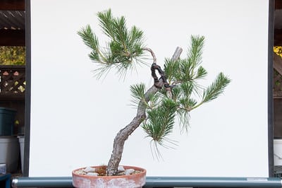 Black pine