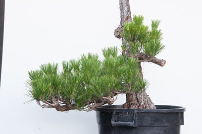 Black pine