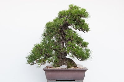 Black pine