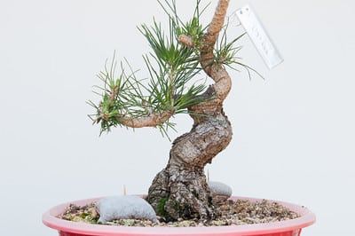 Black pine