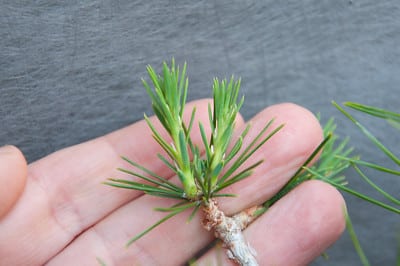 Pine buds