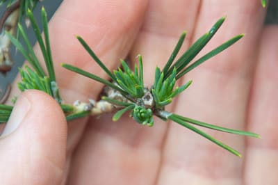 Pine buds