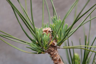 Pine buds