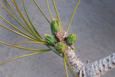 Pine buds