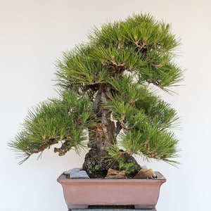 Black pine - before decandling