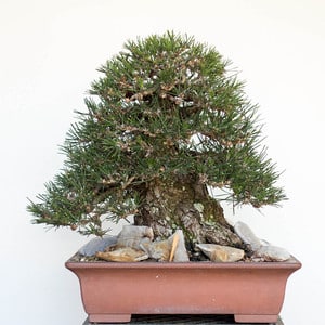 Black pine - after decandling