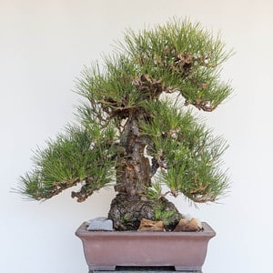 Black pine - after decandling