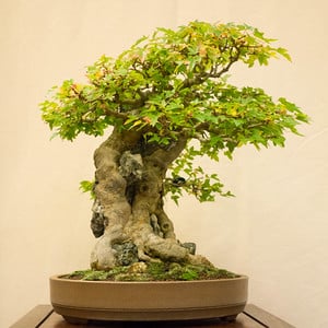 Trident maple