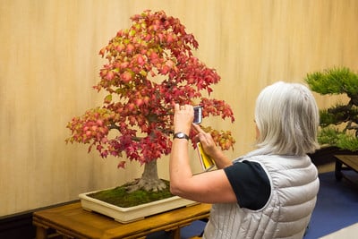 Trident maple