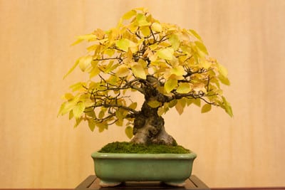 Hornbeam