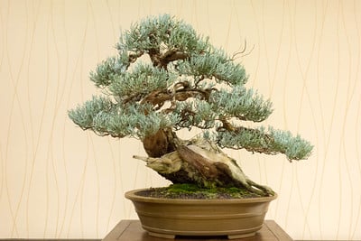 Sierra juniper