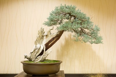 Sierra juniper