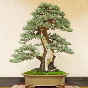 Sierra juniper