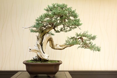 Sierra juniper