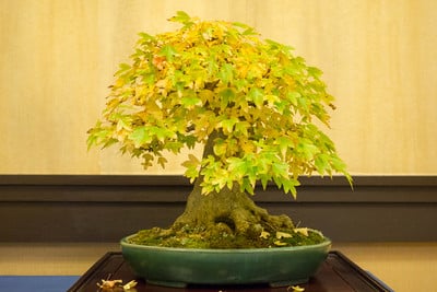 Trident maple