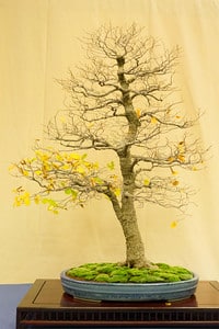 Bonsai