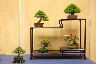 Shohin