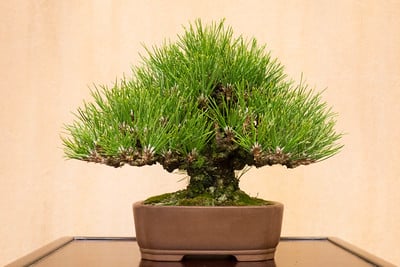 Japanese black pine