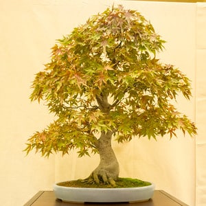 Japanese maple