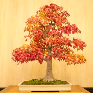 Trident maple