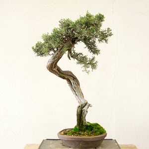 Western juniper