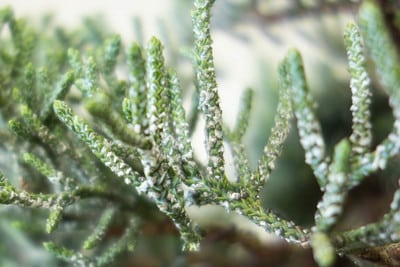 Western juniper foliage