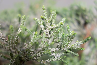 Western juniper foliage