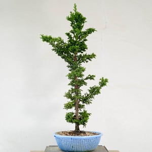 Cryptomeria