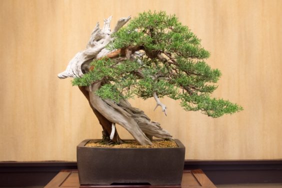 california-juniper-at-huntington