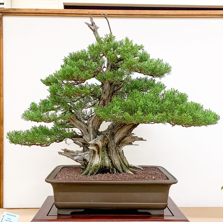 California juniper