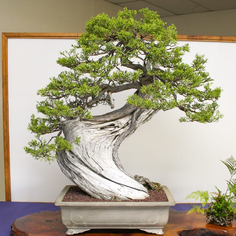 California juniper