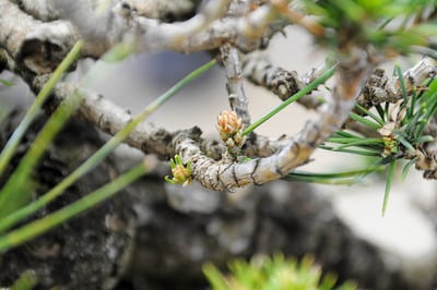 Adventitious buds