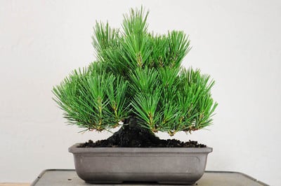 Shohin black pine before decandling - front