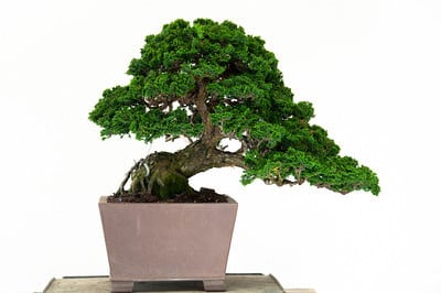 Hinoki